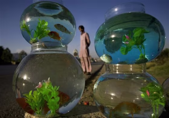 A Pakistani vendor waits for a customer next to fish jars at a roadside in Islamabad, Pakistan on Monday, May 30.